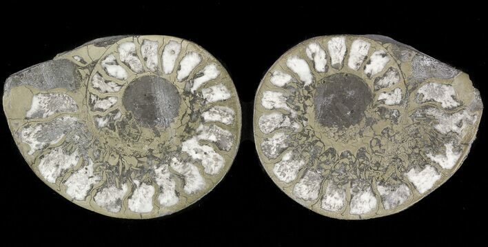 Pyritized Ammonite Fossil Pair #48060